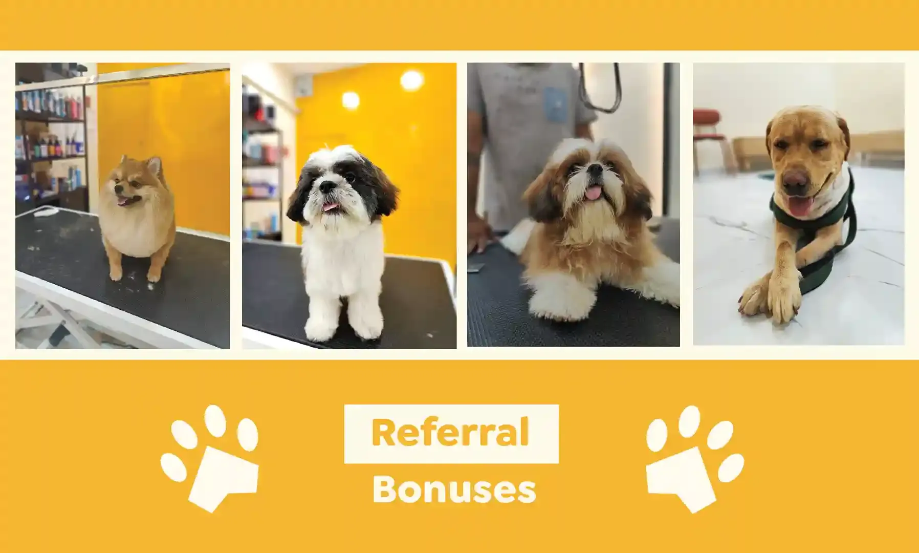 Shih Tzu, Labrador, Pomeranian at Nose to Tails. Earn 50 points for every referral