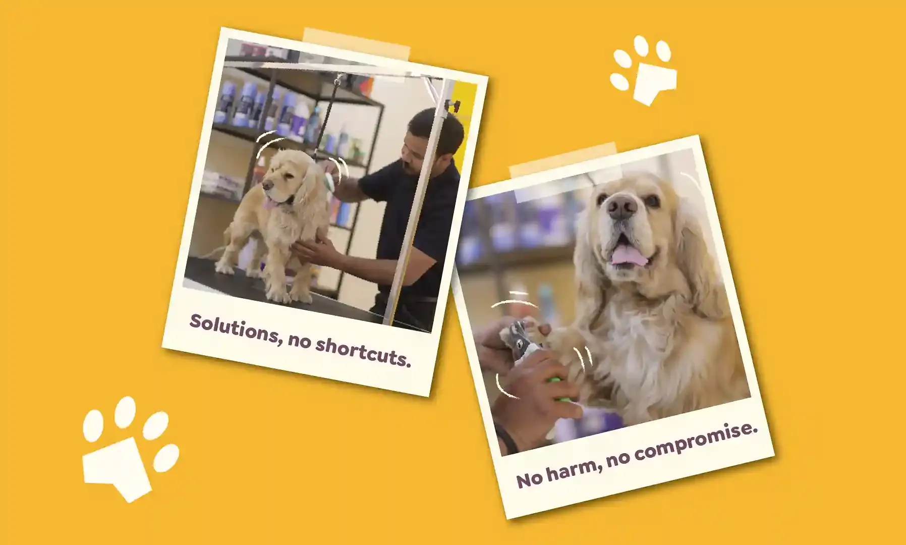 Cocker Spaniel getting a nail cut