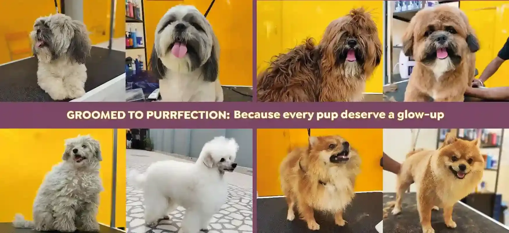Before and after grooming pictures of Shih Tzu, Poodle, Pomeranian at Nose to Tails